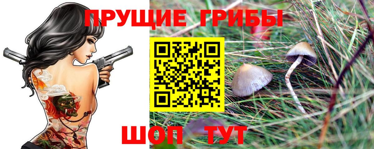 Галлюциногенные грибы Psilocybe Губкин